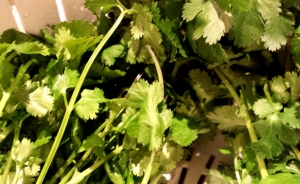 A few sprigs of cilantro garnish your taco