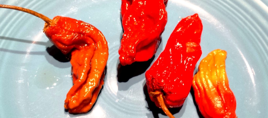 Quick Pickled Ghost Peppers - Hot and Delicious!!